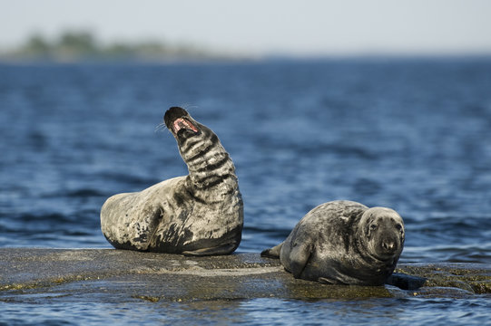Two Grey seals (Halichoerus grypus) one calling on rock, Stockholm Archipelago, Sweden, June 2009