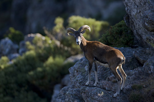 Mouflon (Ovis musimon) male on rock look out, Parc naturel regional du Haut-Languedoc, Caroux, France, July 2009