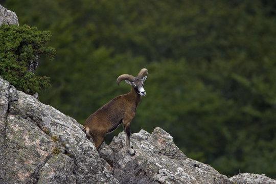 Mouflon (Ovis musimon) male on rocks, Parc naturel regional du Haut-Languedoc, Caroux, France, July 2009