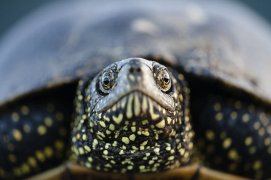 European pond turtle (Emys orbicularis) portrait, Gornje Podunavlje Special Nature Reserve, Serbia, June 2009