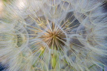 Closeup of dandelion