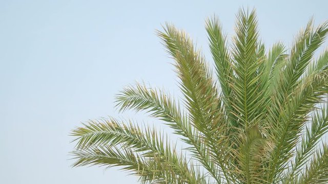 Two high quality videos of palm tree on the blue sky in 4K