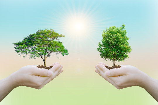 Ecology concept Human hands holding big plant with on blurred sunset background,World Environment Day