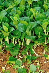 green choysum plants in growth at field