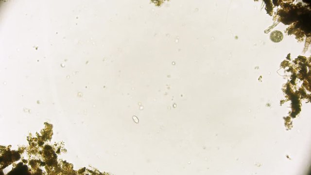 Mikroorganismus unter dem Mikroskop in 4K