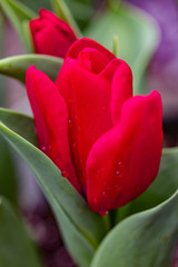 Naklejka premium Red Tulip Closeup