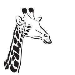 Naklejka premium Wektor głowy żyrafy na białym tle, dzikie zwierzęta.
