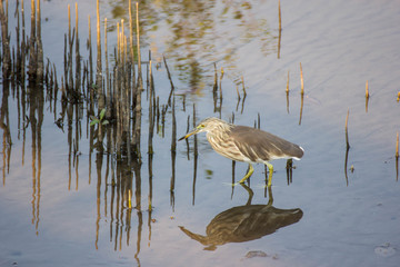 Javan Pond Herons (Ardeola speciosa)
