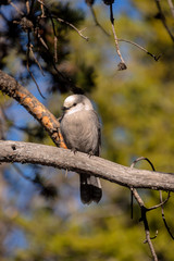 The new Canadian National Bird