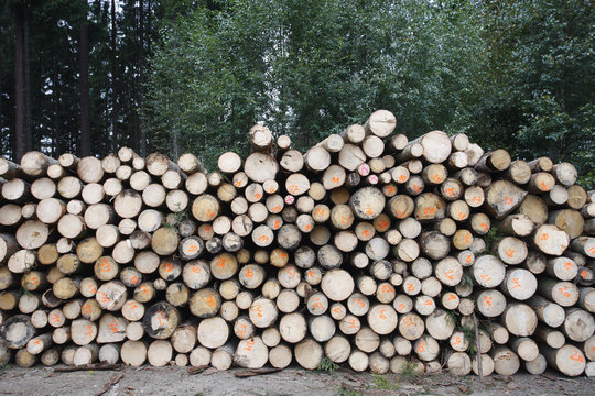 Felled timber stacked up, Brtnicky Hradek, Ceske Svycarsko / Bohemian Switzerland National Park, Czech Republic, September 2008