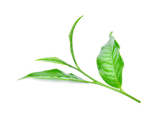 green tea leaf isolated on white background