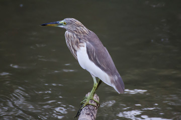 Javan Pond Herons (Ardeola speciosa),