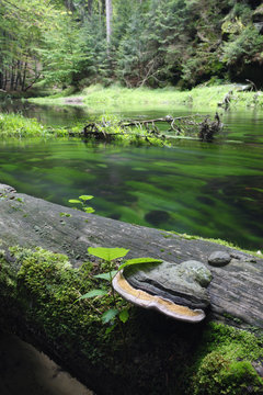 Bracket fungus (Phellinus igniarius ?) on fallen dead tree trunk beside Krinice River, Kyov, Ceske Svycarsko / Bohemian Switzerland National Park, Czech Republic, September 2008