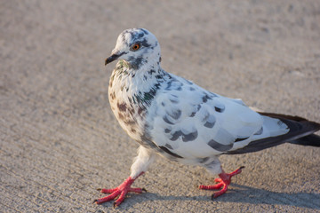 pigeon