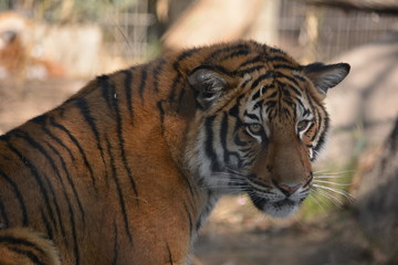 Tiger at Rest