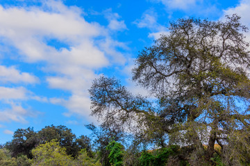 Old tree survives another winter