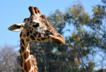 Giraffe Portrait