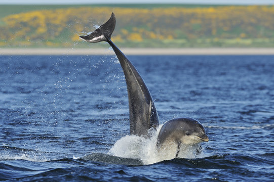 Bottlenosed dolphins (Tursiops truncatus) one jumping the other surfacing, Moray Firth, Nr Inverness, Scotland, May 2008, Sequence 3/4
