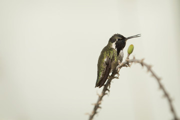 Hummingbird