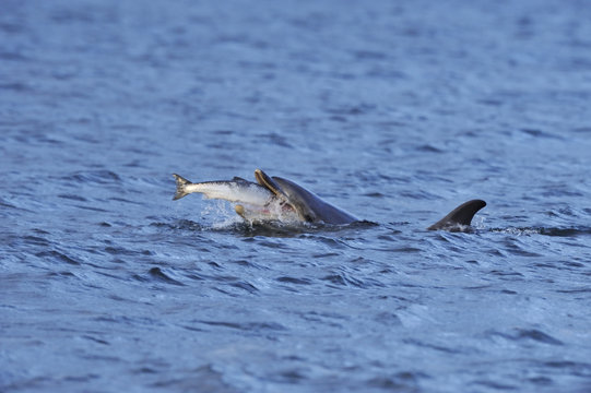 Bottlenosed dolphin (Tursiops truncatus) feeding on salmon, Moray Firth, Nr Inverness, Scotland, June 2008.
