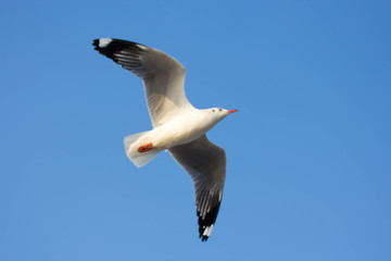 Seagull