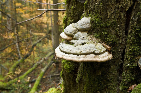 Saprophitic Tinder fungus (Fomes fomentarius) on a European beech (Fagus sylvatica) stump, Corkova Uvala virgin forest, Plitvice Lakes National Park, Croatia, October 2008