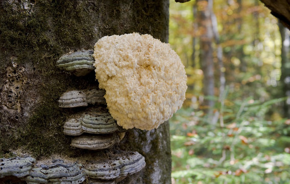 Bearded tooth fungus (Hericium erinaceum) and Polypore bracket  growing on European beech (Fagus sylvatica) trunk, Beech wood in Plitvice Lakes National Park, Croatia, October 2008