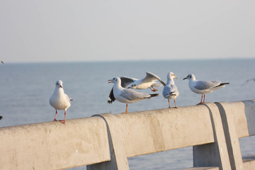 Seagull