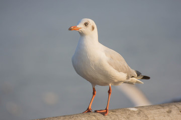 Seagull