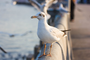 Seagull