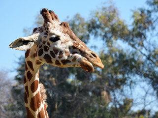 Naklejka premium Portrait of Giraffe Chewing Eating