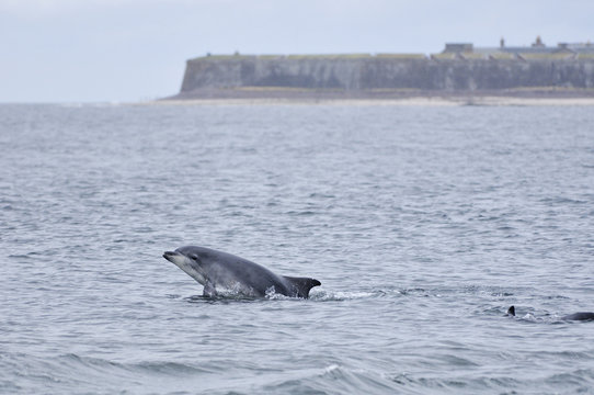 Bottlenosed dolphins (Tursiops truncatus) surfacing, Moray Firth, Nr Inverness, Scotland, July 2009