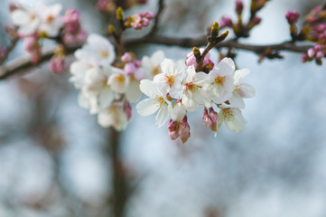 桜