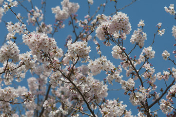 桜と青空