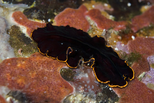 Flatworm (Prostheceraeus splendidus) on rock, 'Turtle Rock', Passage du Cavallo, Lavezzi Archipelago, Corsica, France, September 2008