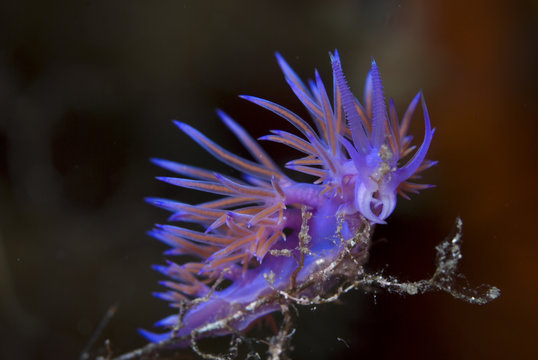 A violet Nudibranch / Sea slug (Flabellina affinis) feeding on hydroids, 'Turtle Rock', Passage du Cavallo, Lavezzi Archipelago, Corsica, France, September 2008