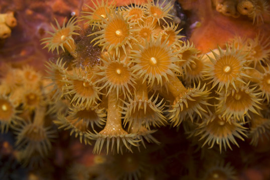 Yellow encrusting anemone (Parazoanthus axinellae) 'Turtle Rock', Passage du Cavallo, Lavezzi Archipelago, Corsica, France, September 2008