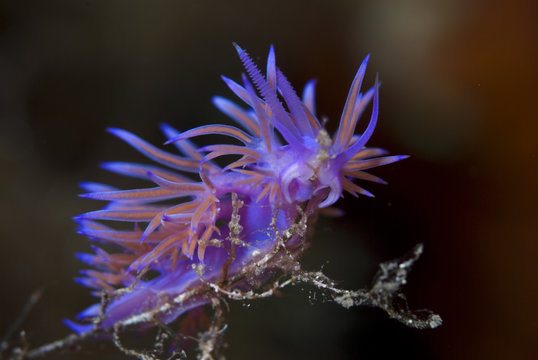 A violet Nudibranch / Sea slug (Flabellina affinis) feeding on hydroids, 'Turtle Rock', Passage du Cavallo, Lavezzi Archipelago, Corsica, France, September 2008