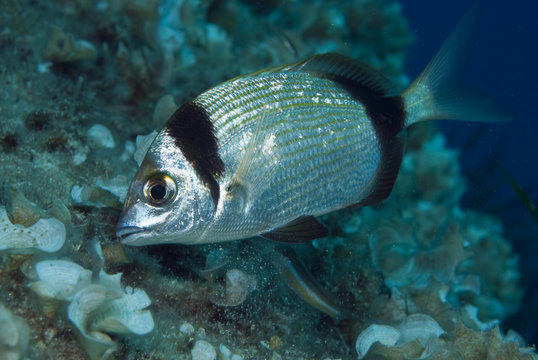 Two-banded seabream (Diplodus vulgaris) 'Turtle Rock', Passage du Cavallo, Lavezzi Archipelago, Corsica, France, September 2008