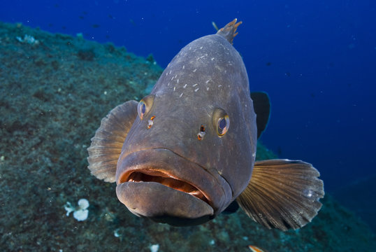 Dusky grouper (Epinephelus marginatus) with several fish lice (parasitic copepods) on its head, 'Merouville' ('grouper City') Lavezzi Islands, Corsica, France, September 2008