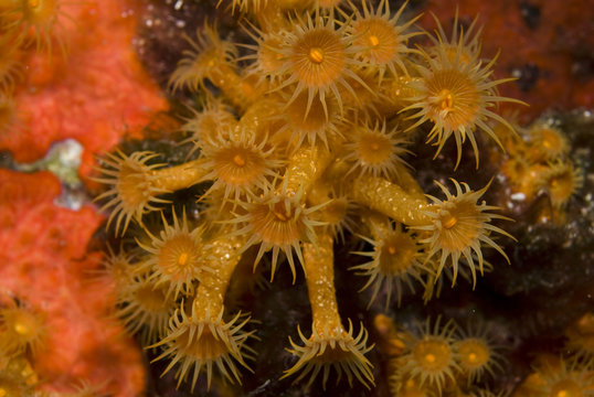 Yellow encrusting anemone (Parazoanthus axinellae) 'Turtle Rock', Passage du Cavallo, Lavezzi Archipelago, Corsica, France, September 2008