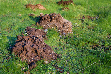 Close up of fresh mole damage in a field 
