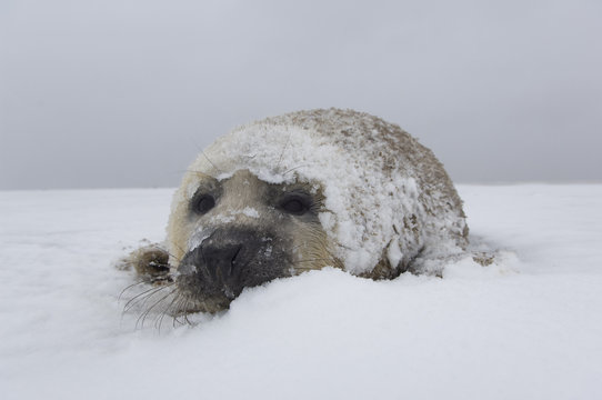 Grey seal (Halichoerus grypus) pup on snow covered beach, Donna Nook, Lincolnshire, UK, November 2008