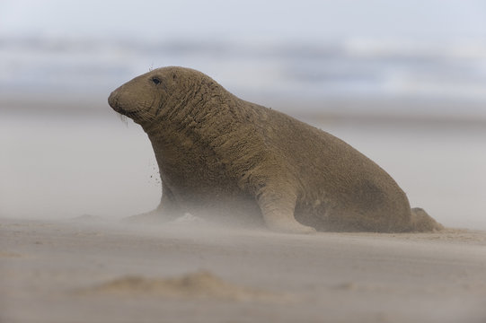 Grey seal (Halichoerus grypus) covered in sand on beach, Donna Nook, Lincolnshire, UK, November 2008