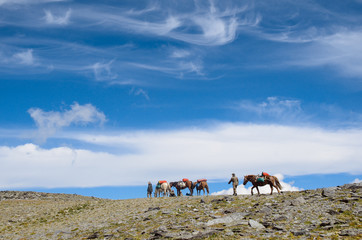horse on the sky background in the mountains of Mongolia