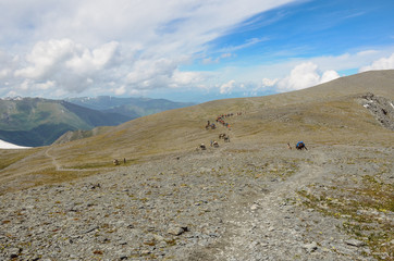 horse on the sky background in the mountains of Mongolia Altay