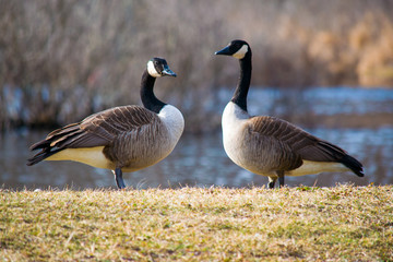 Curious geese