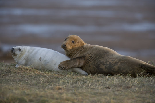 Grey seal (Halichoerus grypus) with pup, Donna Nook, Lincolnshire, UK, November 2008