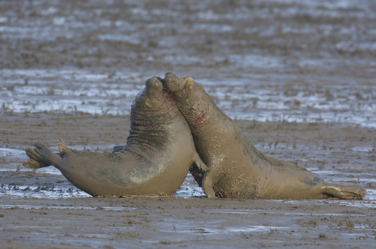 Grey seal (Halichoerus grypus) bulls fighting covered in mud, Donna Nook, Lincolnshire, UK, November 2008