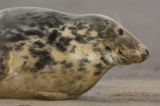 Grey seal (Halichoerus grypus) portrait, Donna Nook, Lincolnshire, UK, November 2008